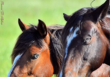 Horses eyes