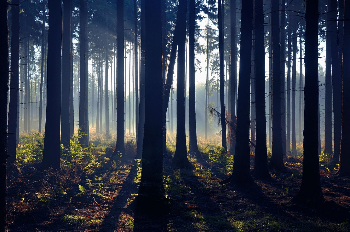 ...Blue forest, Jakubowice, Polonya