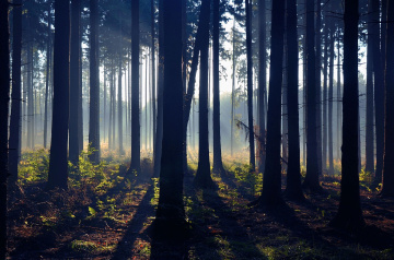 ...Blue forest, Jakubowice, Polonya