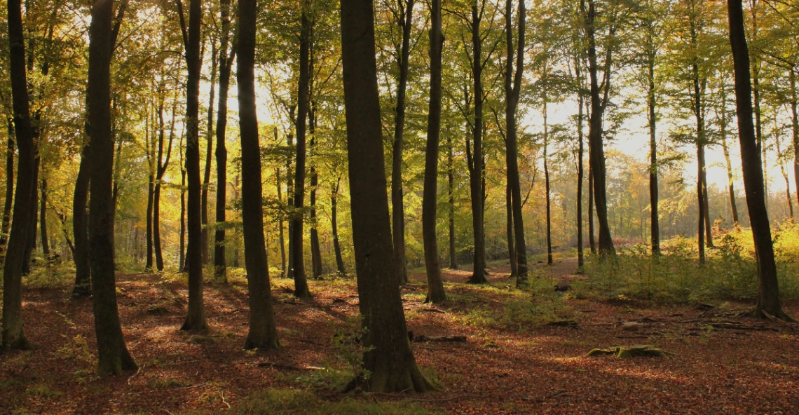 Light In The Forest...
