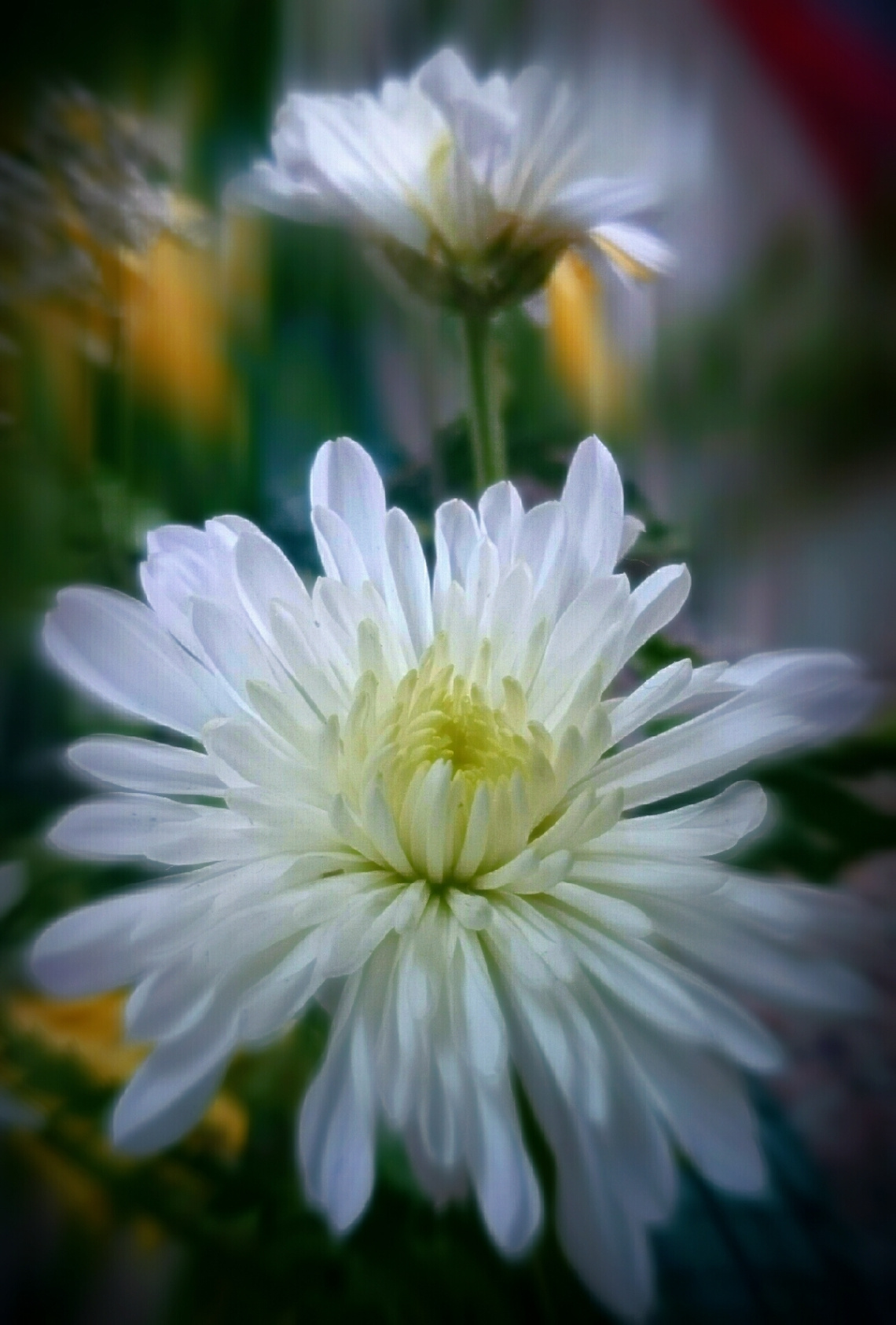 White Beauty 