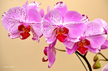 Orquídea