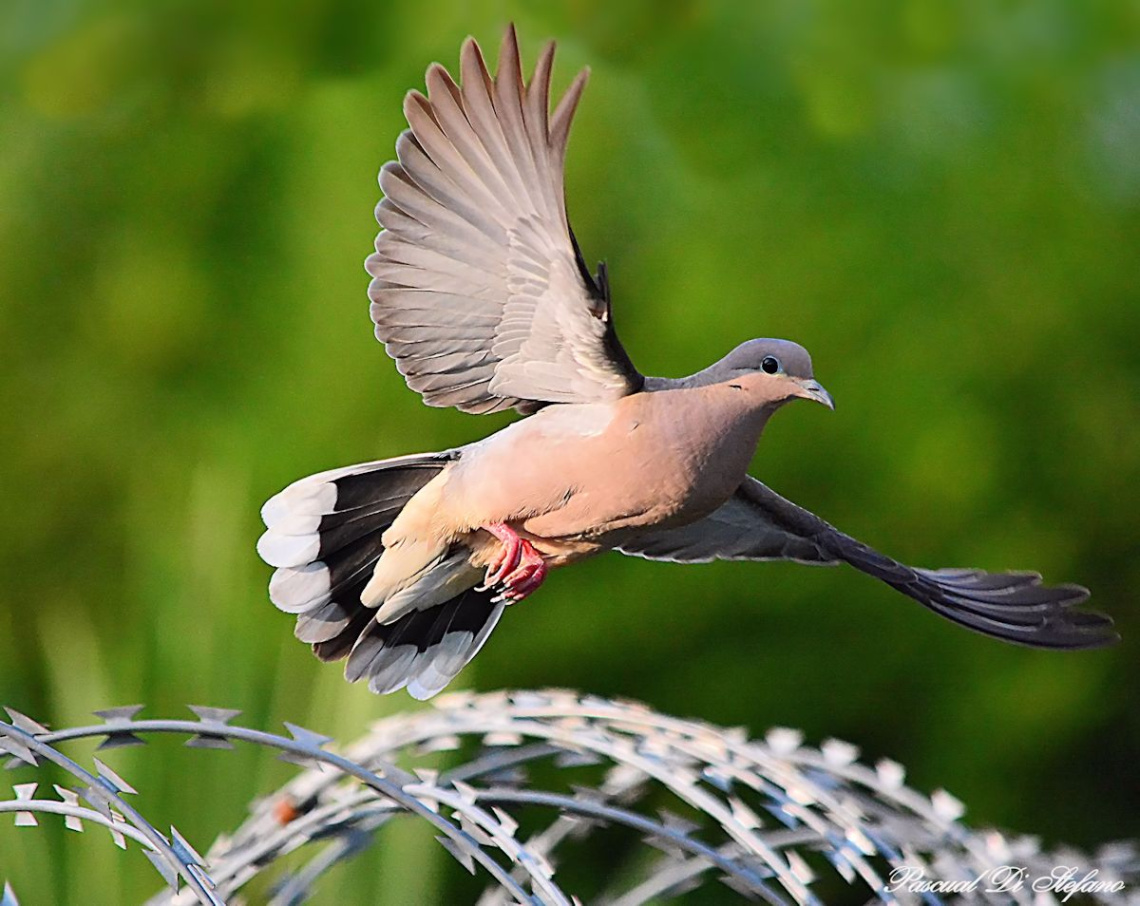 Fly to Freedom 