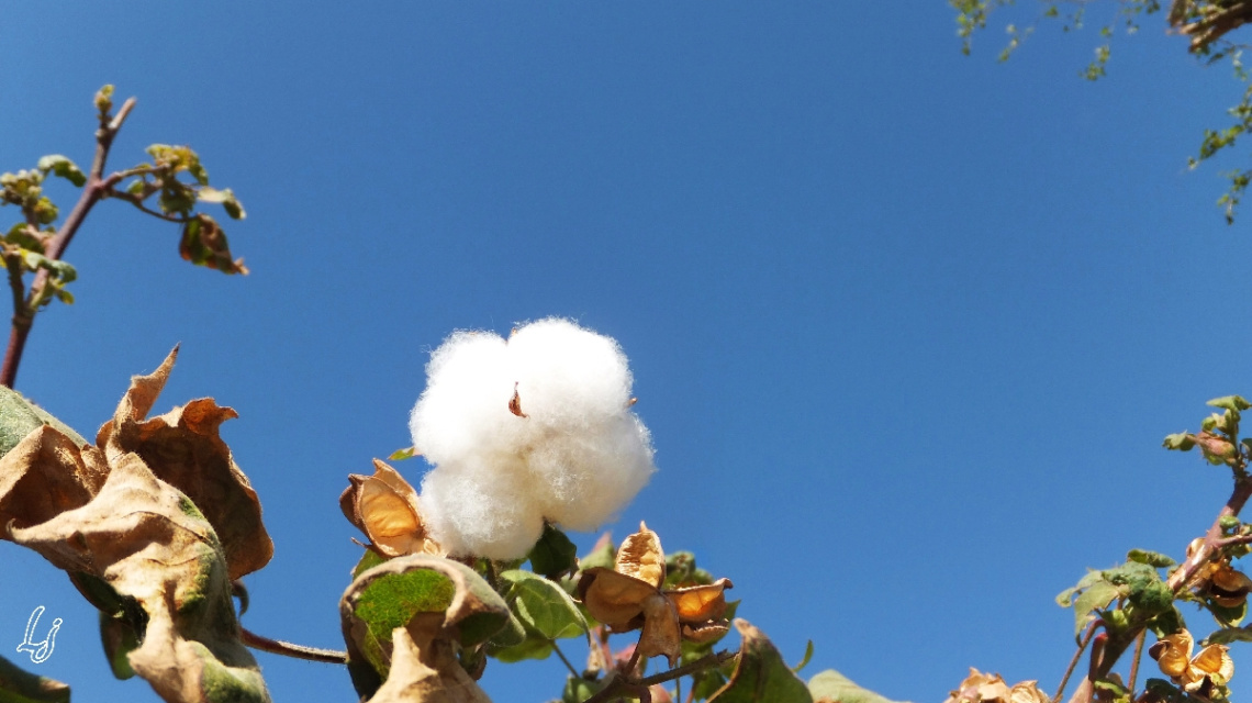 cotton plant