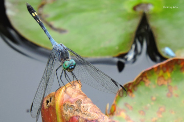  Blue Dragonfly 
