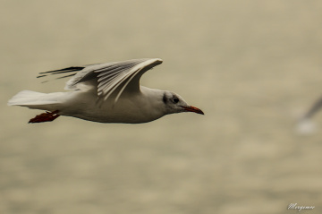 Martı / Seagulls