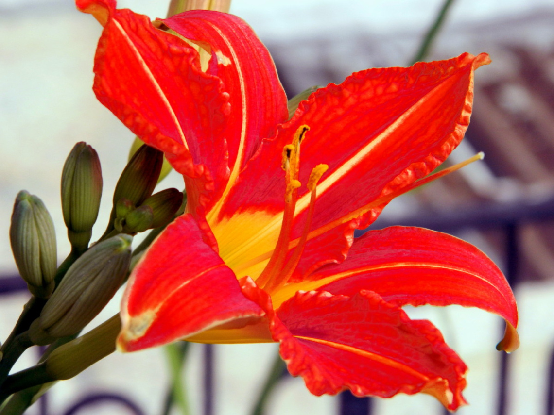 Güzelliğin ve sevginin temsilcisiyim.