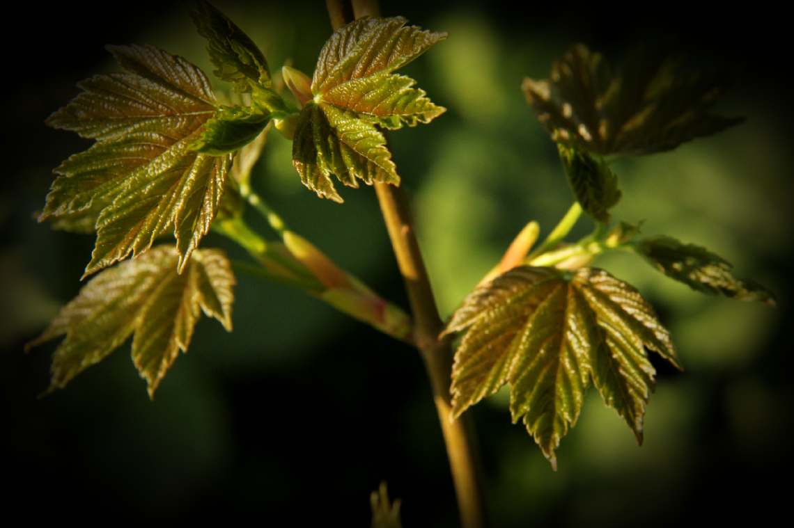 Green Is Hope