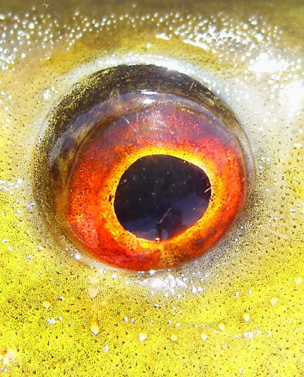 fish eye