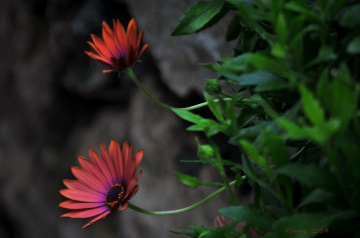 I love daisies.. ♥ 