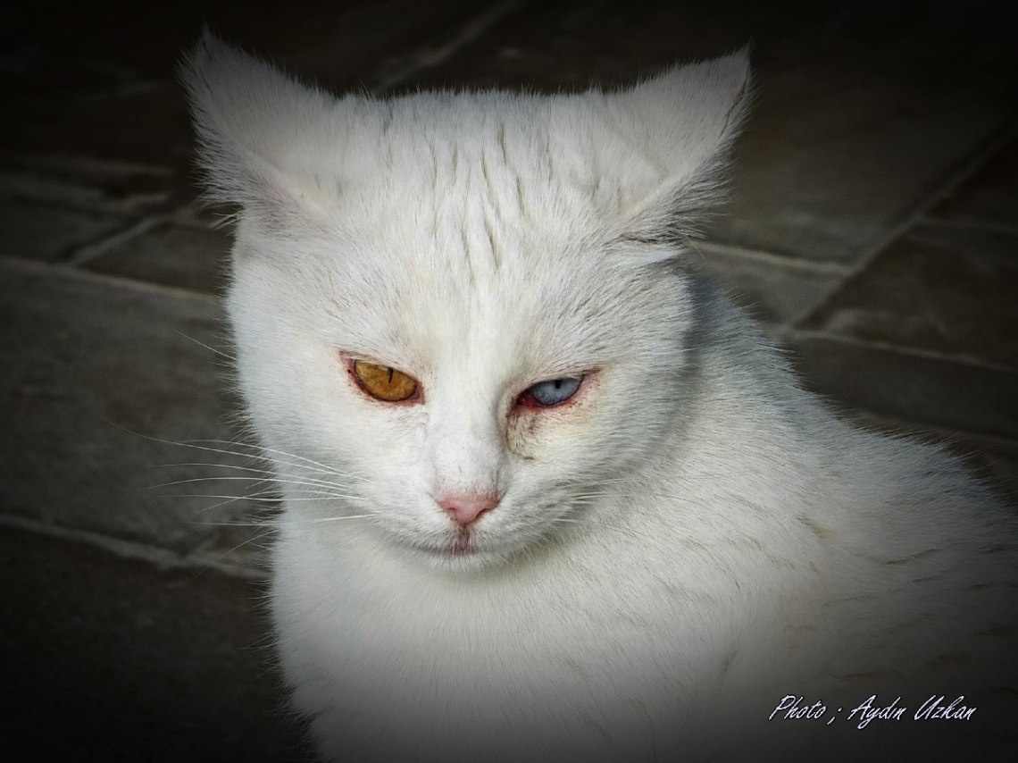 MARJİNALLİK