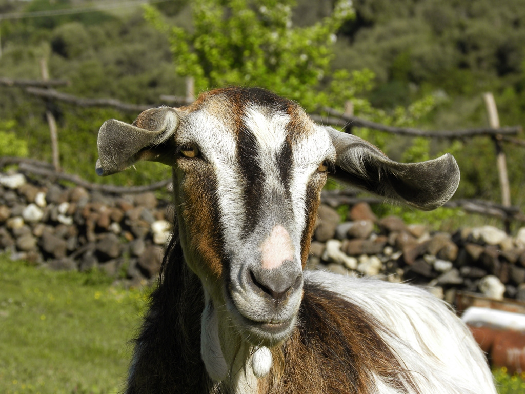 Beautiful Goat