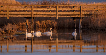 Evening Idyll