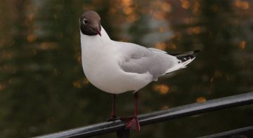 A Cheeky Seagull 