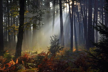 Forest Przechód - Polonya