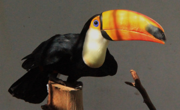 A Moment With A Toucan...