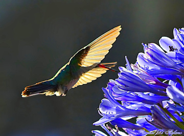 Golden Wings
