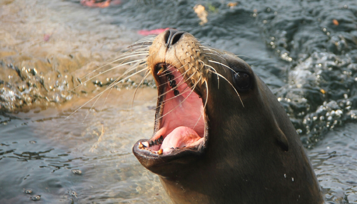A Roar From A Sea Lion... !! 