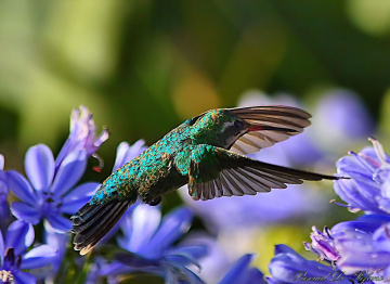 Vuelo del colibri