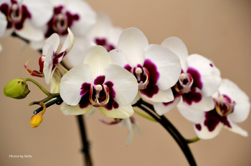 Orquídeas 