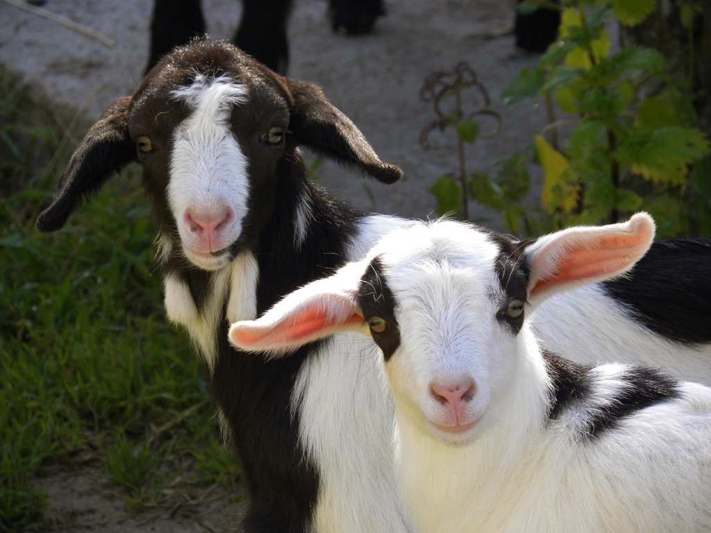 Beautiful Goats