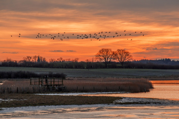 The Flight of Wild Geese