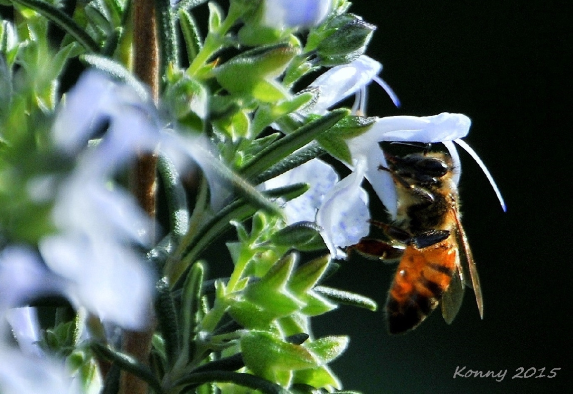 Rosemary & Bee