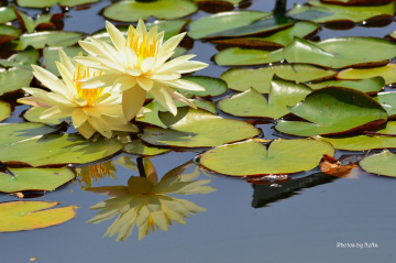 the beauty of reflection