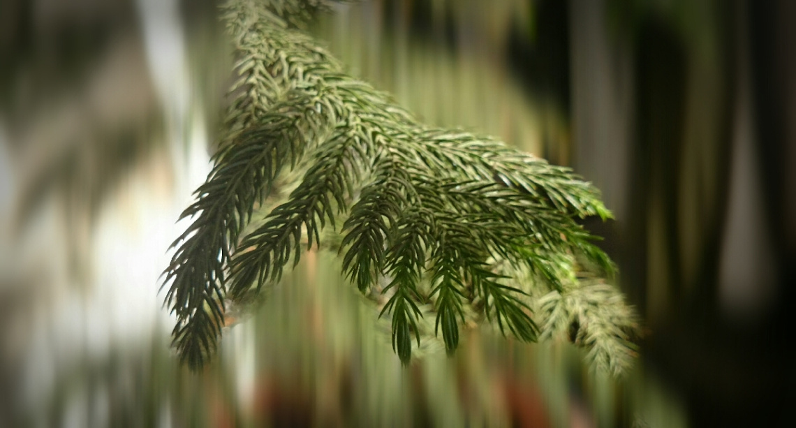 just a leaf 