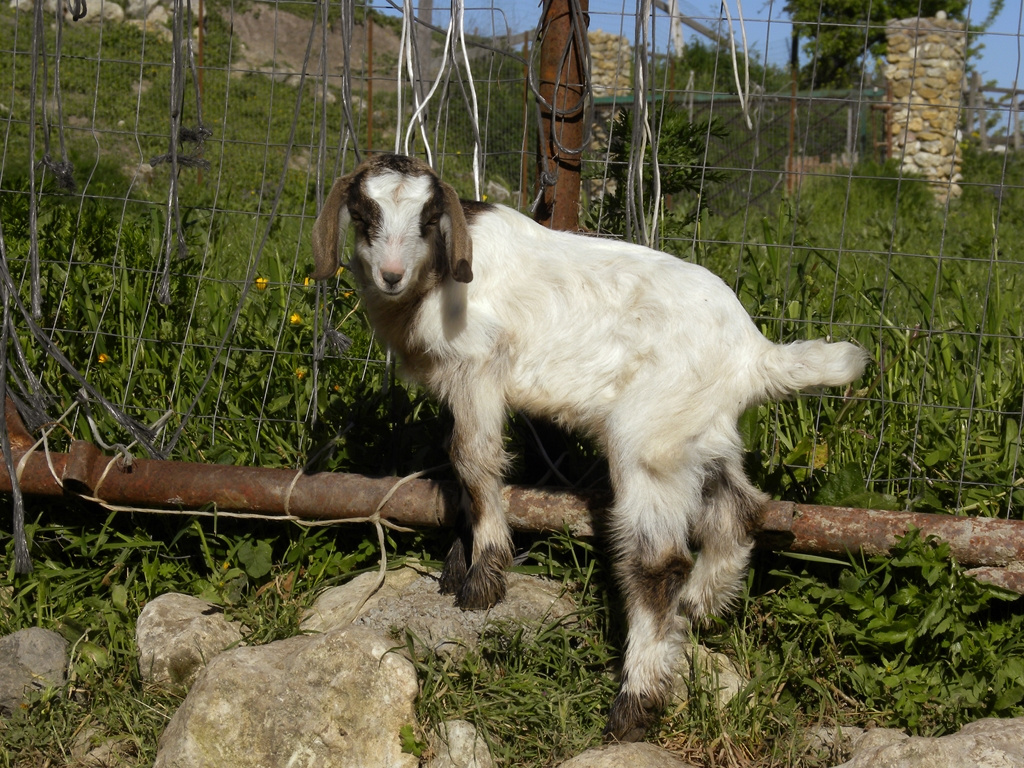 Baby Goat