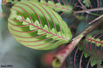 Maranta