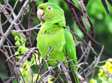 Family Psittacidae
