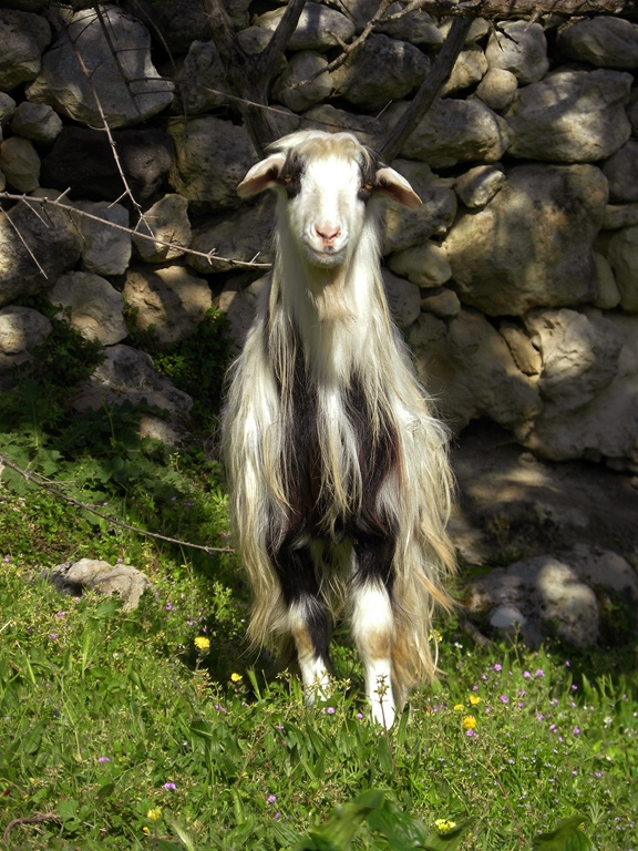 billygoat