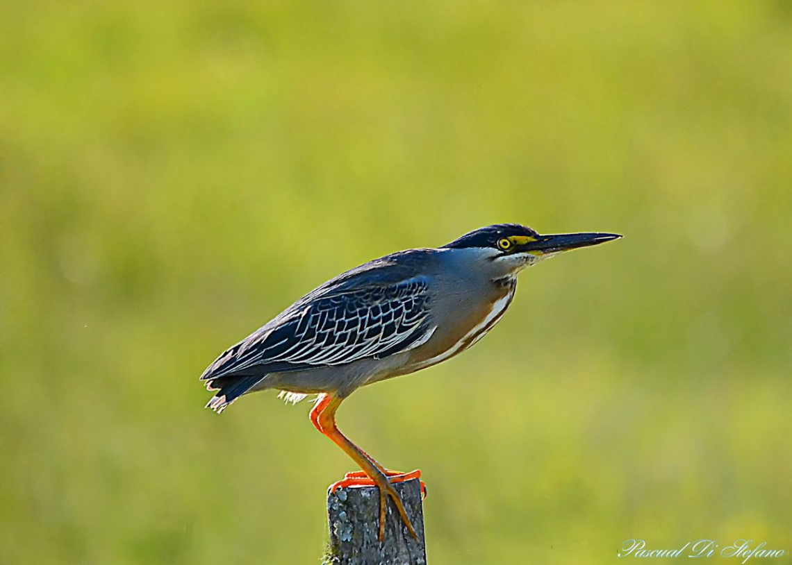 Garcita Azul