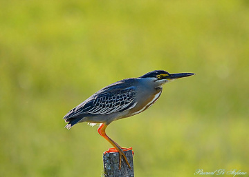 Garcita Azul