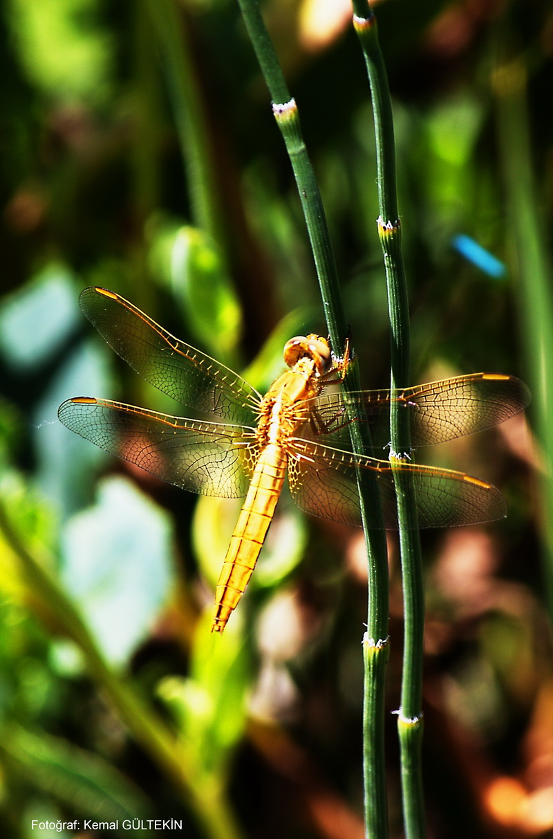 dragonfly