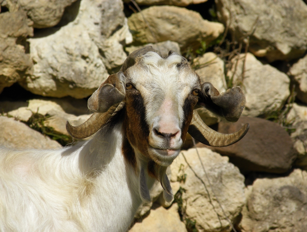 Beautiful Goat