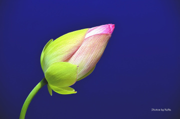 The beginning of the Lotus flower