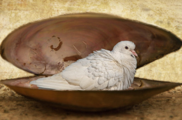 pigeon