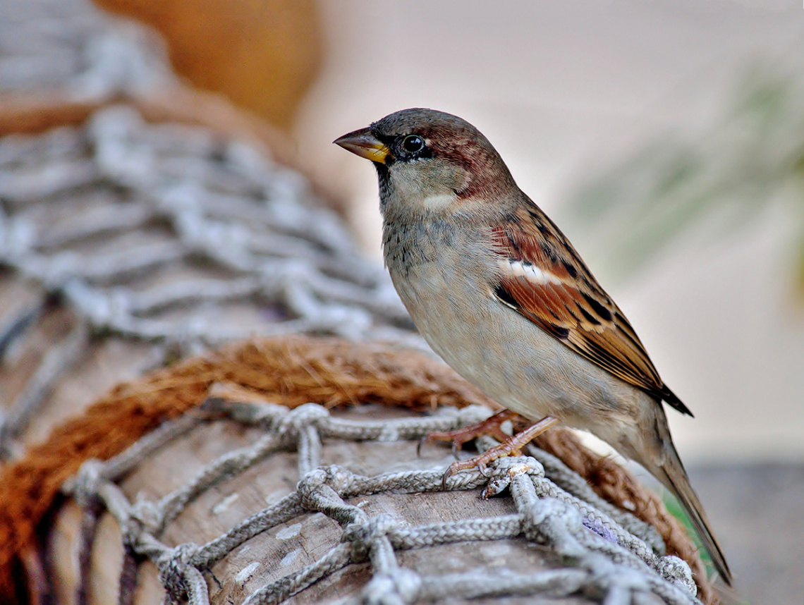 House Sparrow