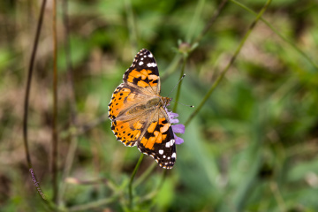 Schmetterling