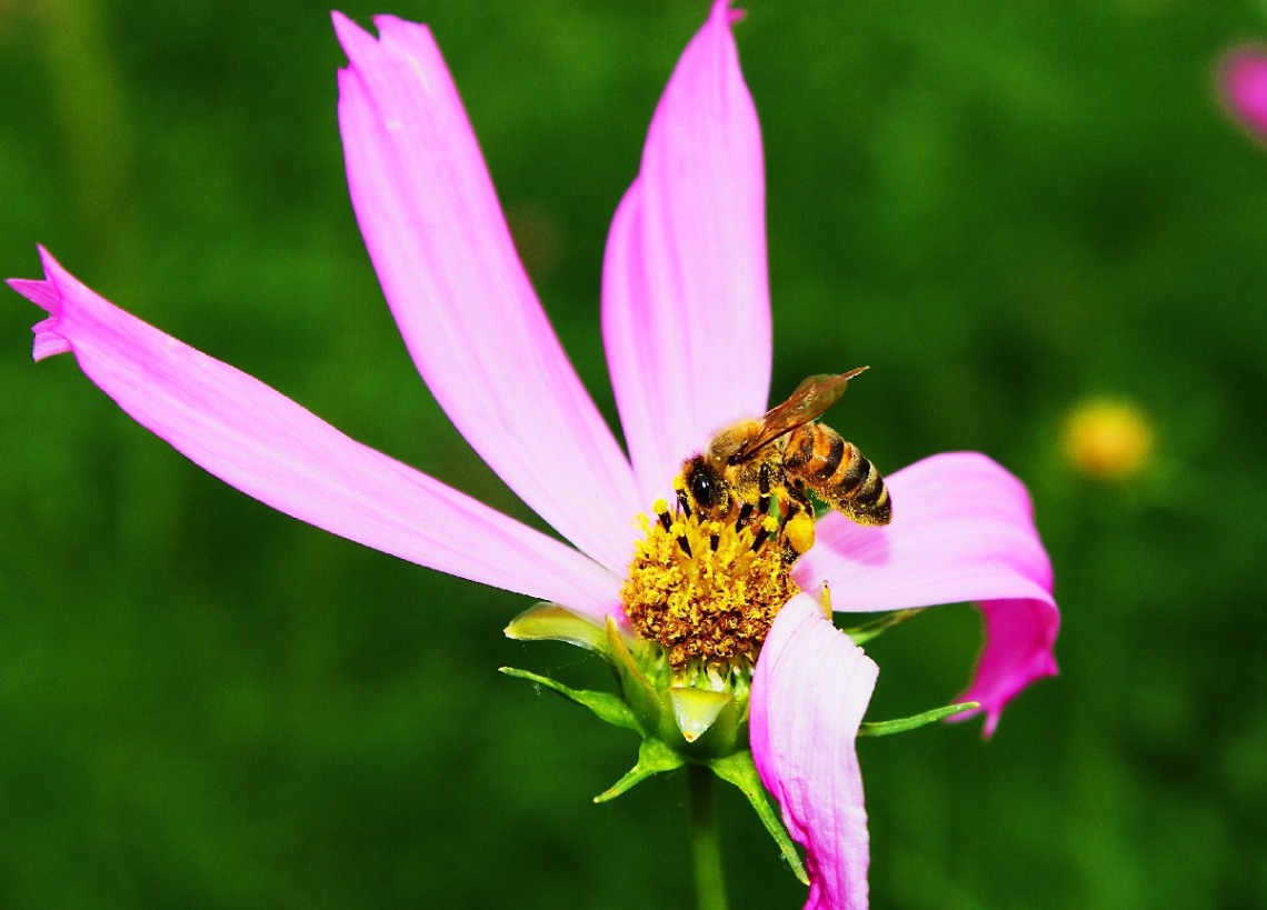 bee