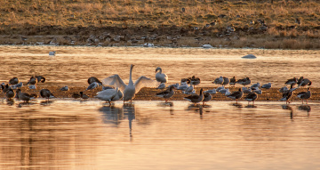Golden Hour