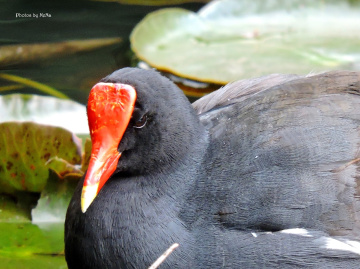 Gallinula chloropus