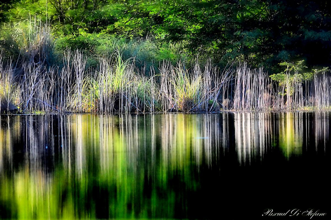 Reflejos