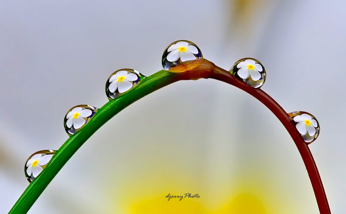 Reflection Flowers