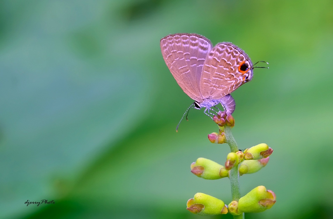 laying eggs