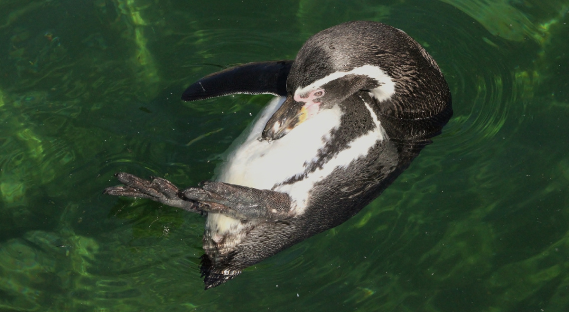 Happy In The Water...
