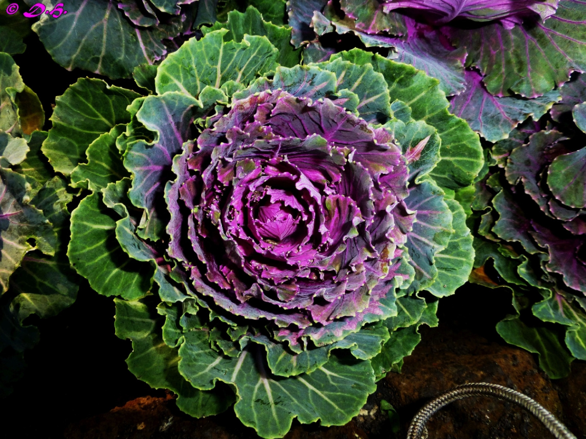 Zierkohl