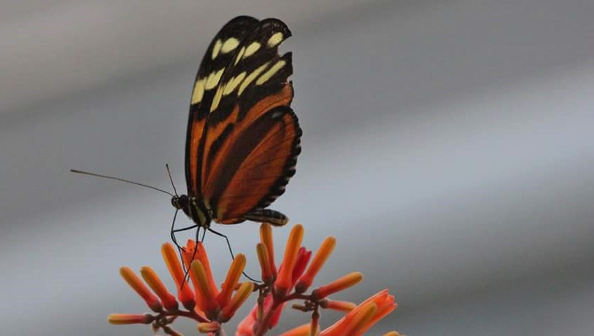 Free To Fly...